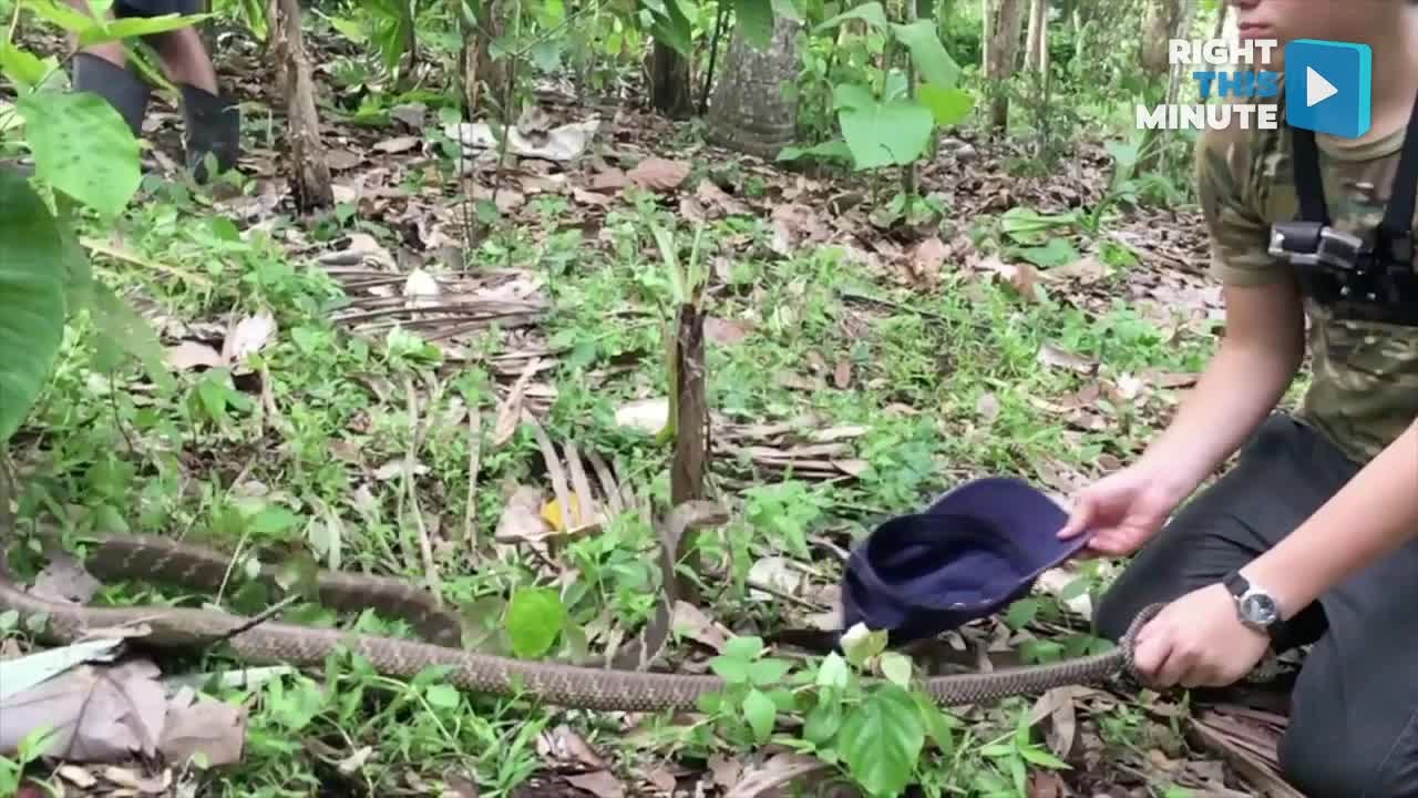Daring Aussie Practically Begs Balinese Snakes to Bite Him