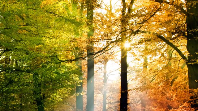 Background Music Instrumental - Piano & Nature - Relax Daily N°005