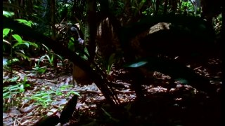 Wild discovery channel animales Viaje a la Amazonía documental de National geographic #2 - 2016