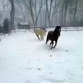 Horses Jumping Around in the Snow