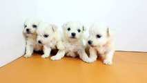 関東・群馬県ブリーダーのビションフリーゼ子犬（11/20日生れ）｜子犬販売Smile-1【スマイルわん】