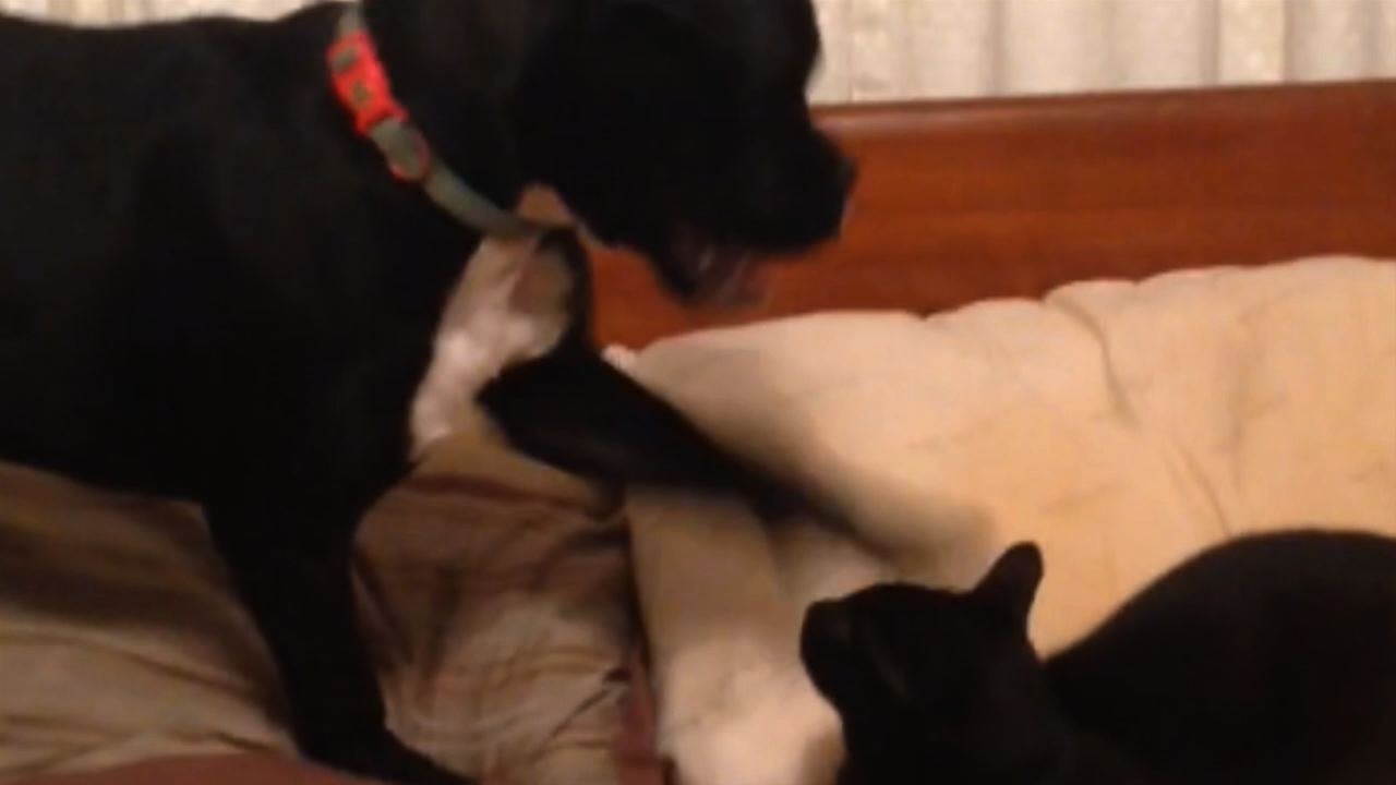 13 Animals Having Too Much Fun On St. Patrick's Day