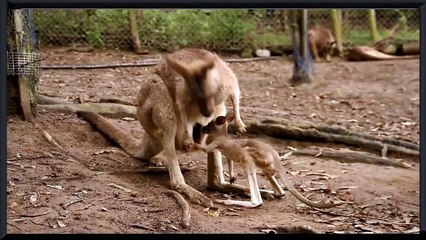 cute baby kangaroo playing