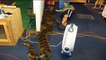 Giant Anaconda - Giant Snake - Largest Snake - Longest Snake - Biggest Snake