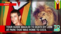 Lion kills man: safari tour guide mauled by lion at park where Cecil the lion lived - TomoNews