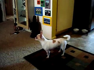 Chihuahua sings to Spongebob Squarepants theme song