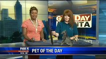 LOL: Excited kitten takes bouncing leap during Good Day Atlanta