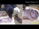 Dog gives birth to human baby