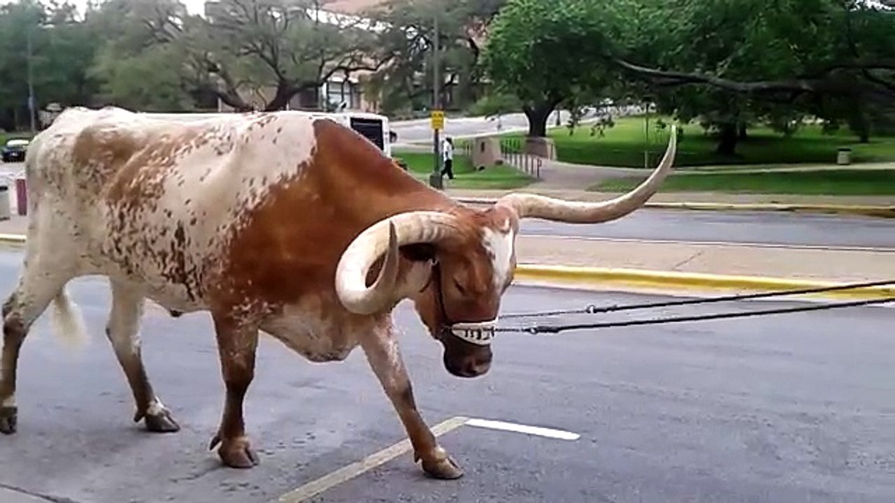 Animal