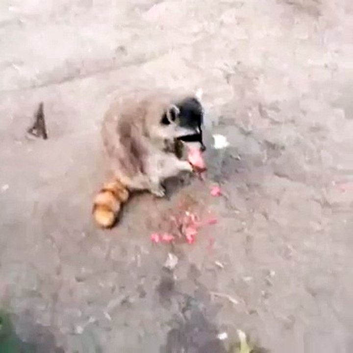 Умный енот!