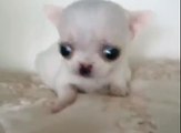 MICRO MICRO Angel Teeny Tiny Itty Bitty Teacup Chihuahua AVAILABLE!
