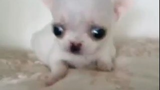 MICRO MICRO Angel Teeny Tiny Itty Bitty Teacup Chihuahua AVAILABLE!