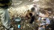 Russian workers hand-feed friendly wild bear