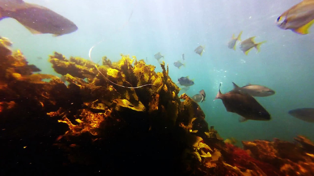 Diving M.A.A.C.