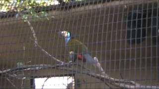 W1 - Toucan New Year's Day 2015