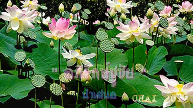 อาลัยรัก ชรินทร์ นันทนาคร (ต้นฉบับ บันทึกเสียงครั้งแรก 2512)[1]