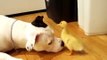 Funny Video 2014 - Cute dog licks a cute duckling as he nibbles at dogs nose