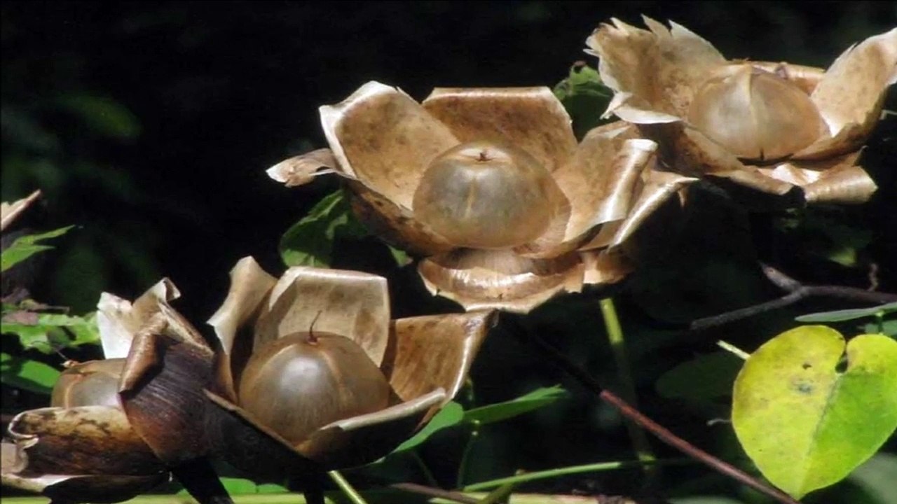 wood rose flower