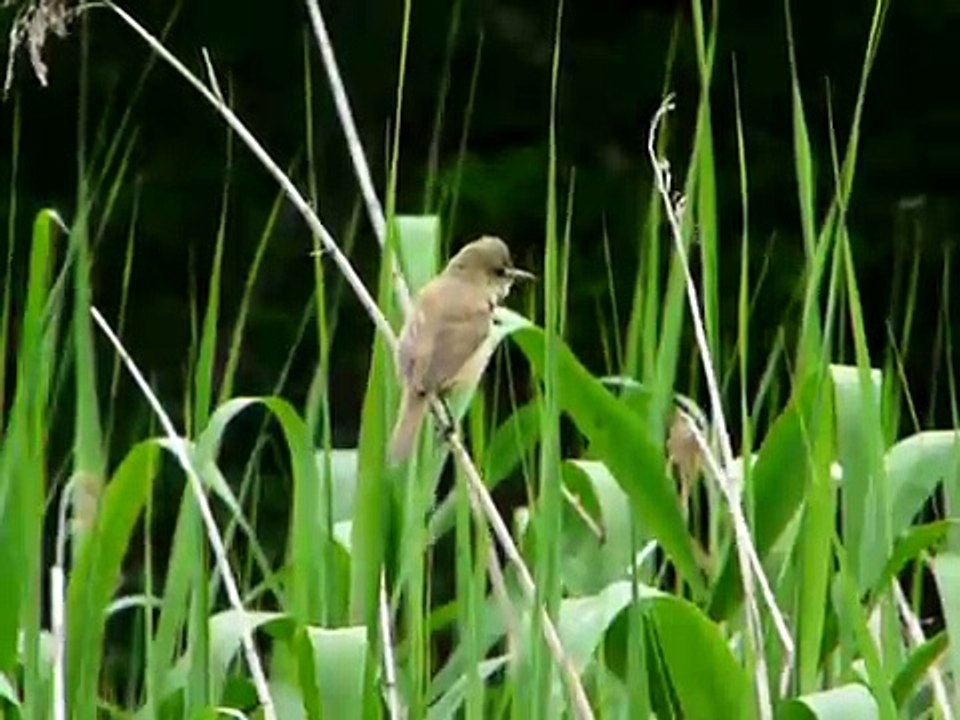 オオヨシキリ・・・1