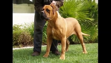 BIGGEST GUARD DOGS IN THE WORLD