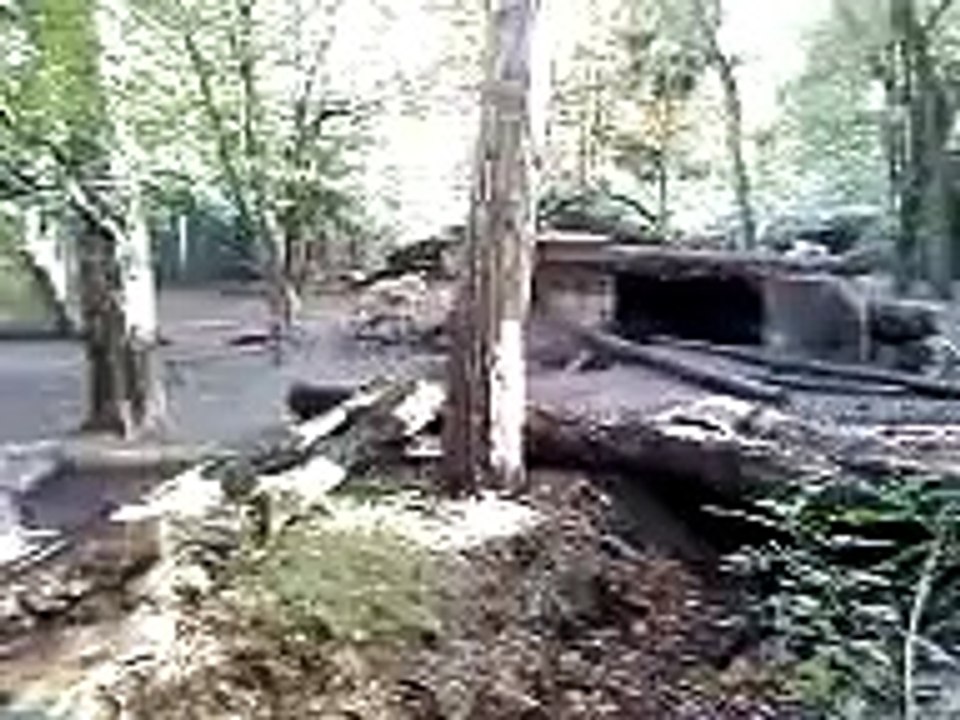 Hyena in the zoo