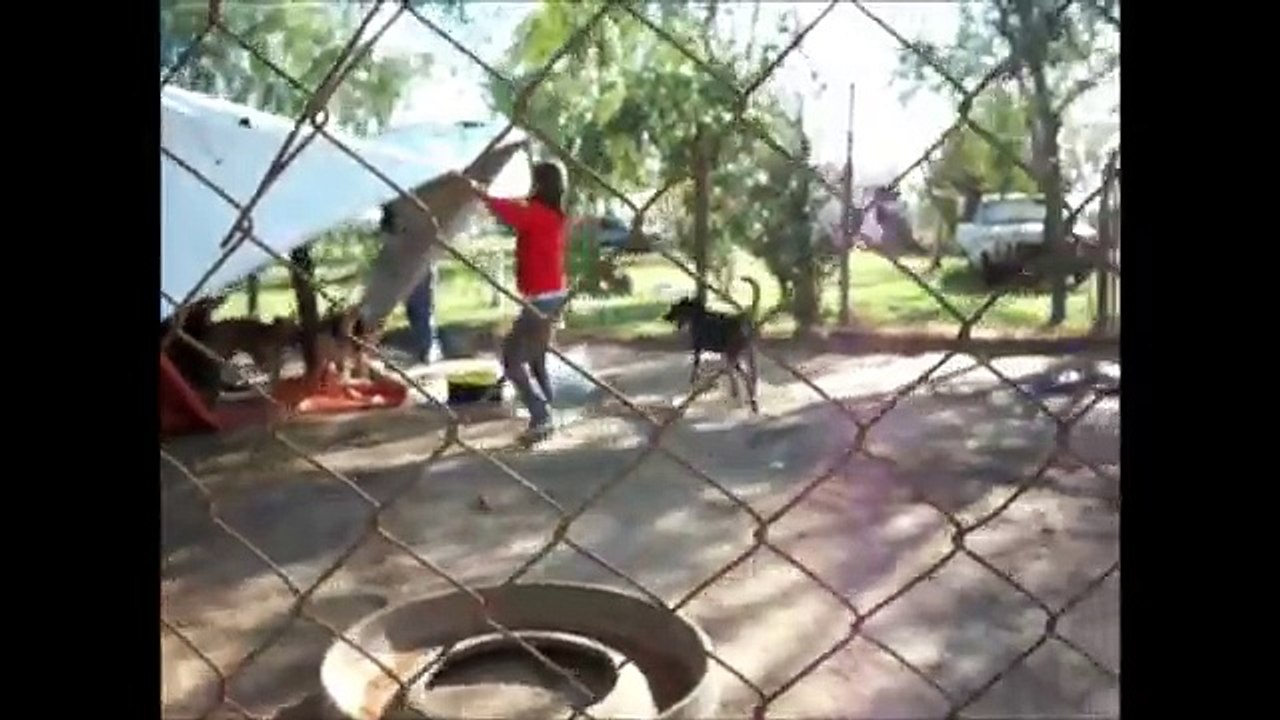 PERRITOS FELICES EN UNA TARDE JUNTO A RINCÓN ANIMAL...ABRIL 2012.wmv