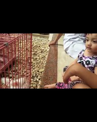 Baraninya Arsy Addara Pegang Mata Kelinci l Anang Hermansyah