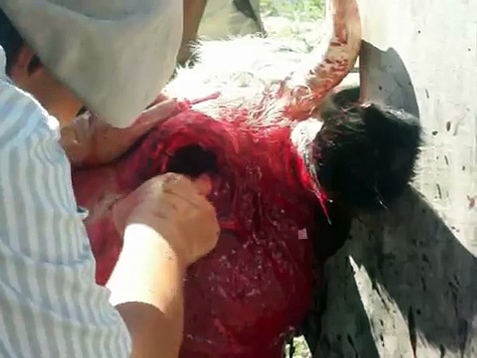 operacion de cancer en el ojo de una vaca