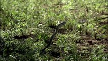 Black Mamba || Most Dangerous Snake In World || 2016 National Geographic Documentary