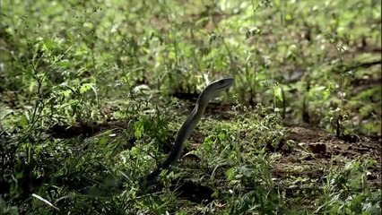 Black Mamba || Most Dangerous Snake In World || 2016 National Geographic Documentary