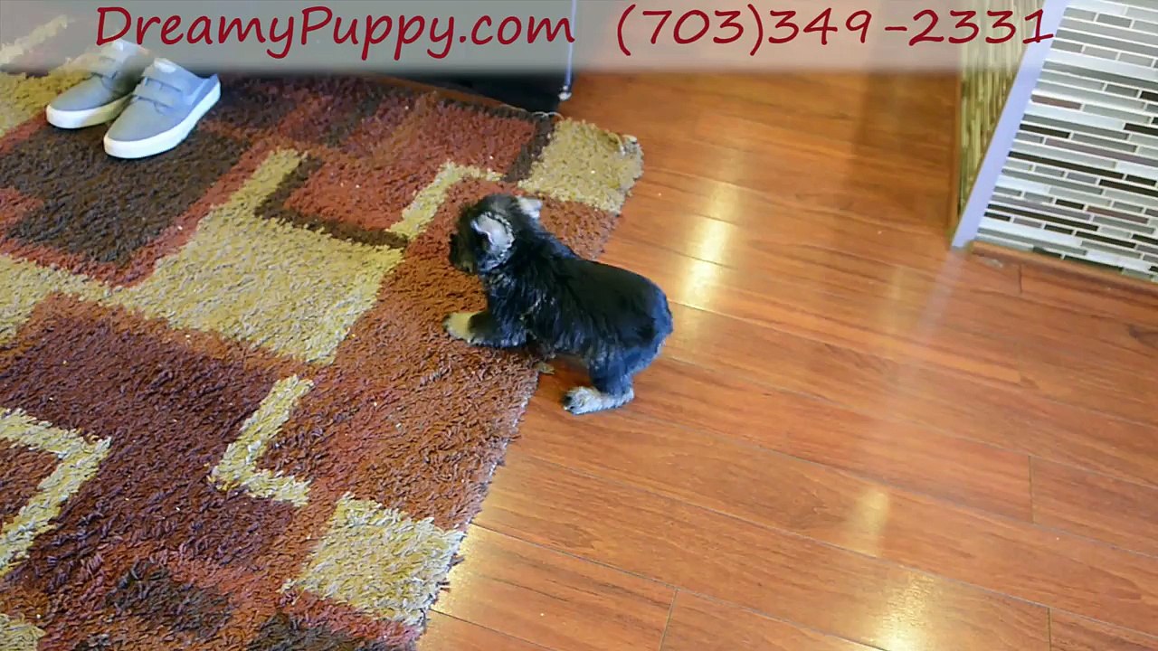 Dreamy Puppy Schnauzer Boy! - Chantilly & Fredericksburg VA
