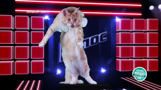 Кошачий Голос пародия .1 марта во всем мире отмечают Международный день кошек