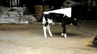 MVI_9328.AVI_早上剛出生的小荷蘭乳牛...