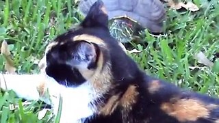 Cali And Turtle- A Love Story