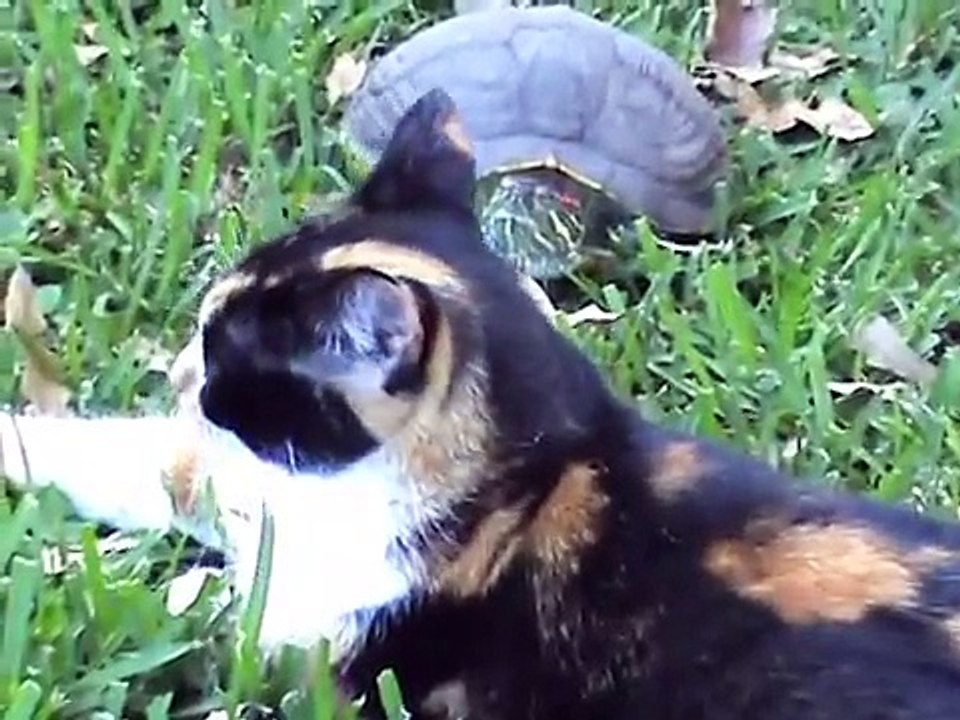 Cali And Turtle- A Love Story
