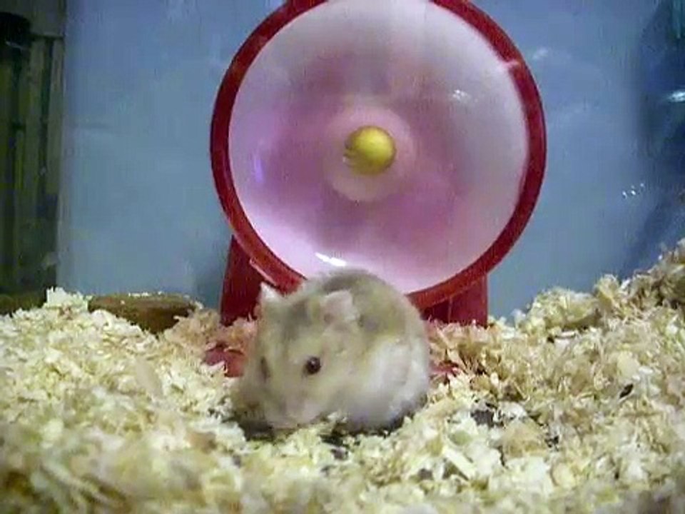 ハムスター　快くん、格闘するの巻