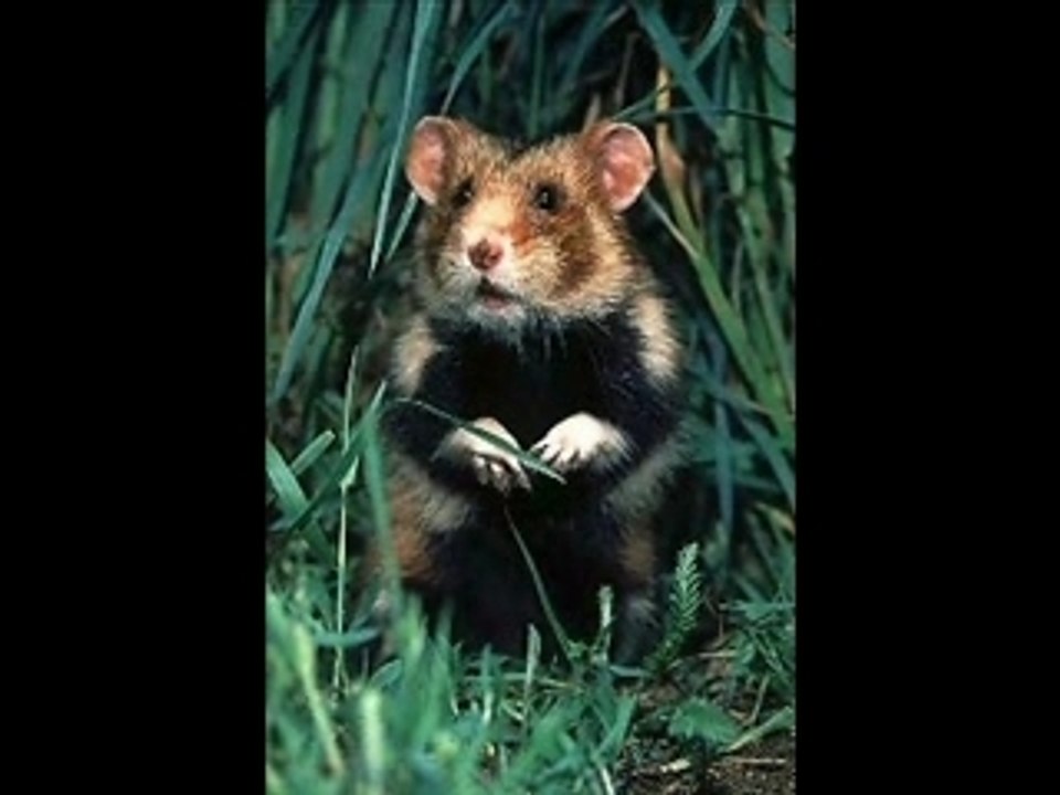 Le Hamster Raggot Depeche AFP Interdite