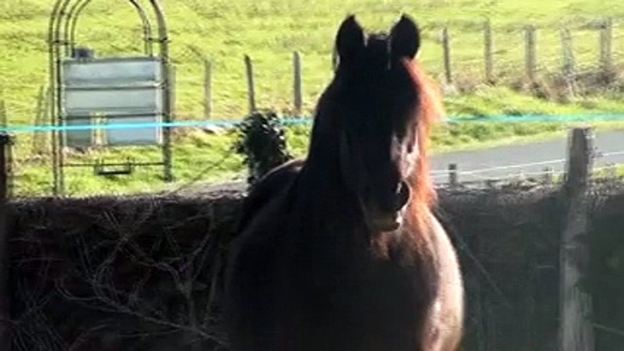 un chevale a cambo les bains