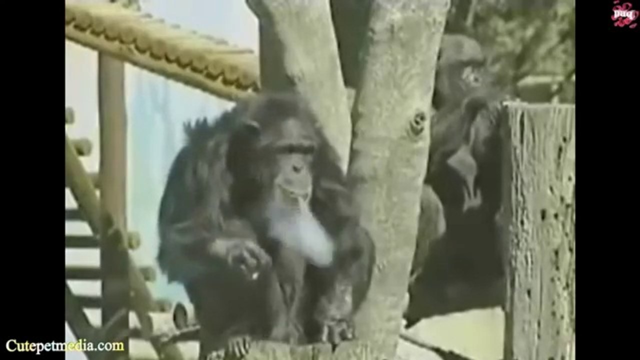 BEST Funny ANIMALS 2016 - Try not to laugh- Funniest MOMENTS Monkeys Cats Dogs (Full HD)