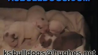 Four English Bulldog Puppies