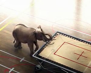Elephant Jumping On Trampoline