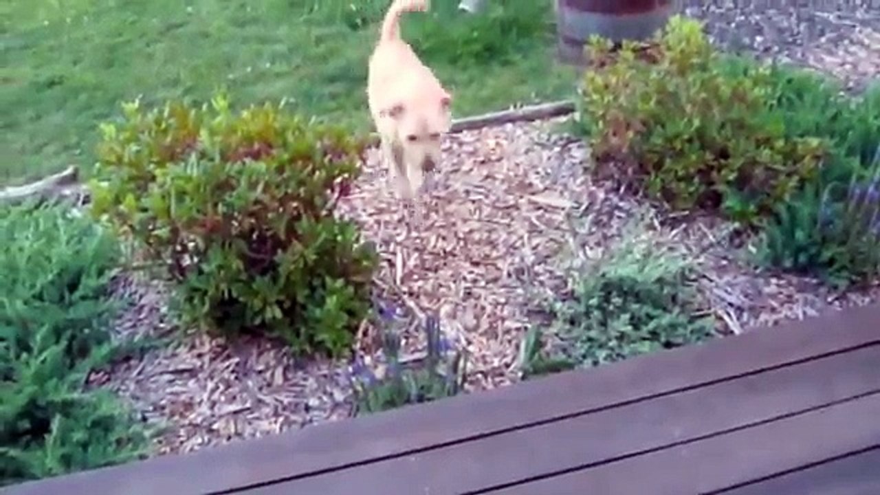 Hot Dog Song - They Might Be Giants