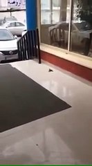 Ils repèrent un oiseau inconscient sur le sol. Mais regardez ce qui se produit lorsque son ami arrive...