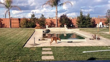 2-7-13 My Dog senses something in the backyard, what is going on- WATCH THIS!