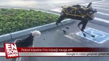 Robot köpekle fino köpeği kavga etti