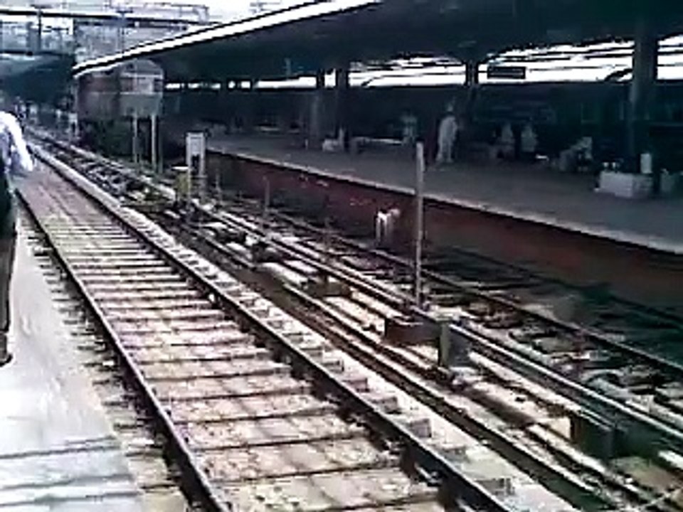 Dog under the train