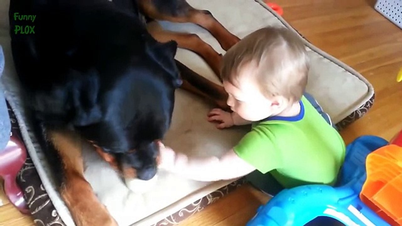 Best Rottweiler and Baby Video Compilation 2014 - 2015 NEW HD