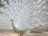 Amazing White peacock dance for AR Rahman music  Beautiful birds dancing