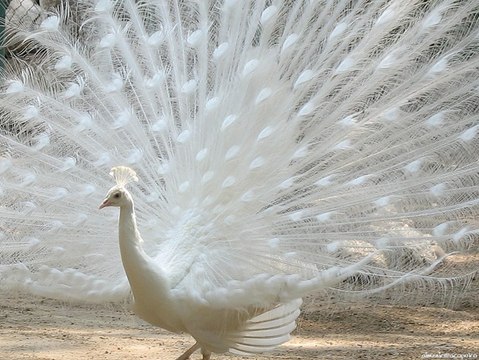Amazing White peacock dance for AR Rahman music Beautiful birds dancing