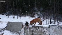 Fox teaching some jungle rules to home cat